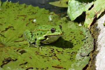 The edible frog Pelophylax esculentus in nature of Slovak nature