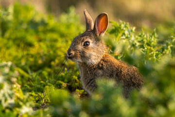 Lapin de garenne ou Lapin commun (Oryctolagus cuniculus)