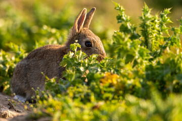 Lapin de garenne ou Lapin commun (Oryctolagus cuniculus)