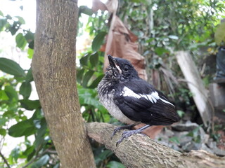 Oriental magpie-robin Bird - Sri Lanks