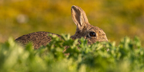 Lapin de garenne ou Lapin commun (Oryctolagus cuniculus)