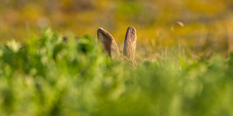 Lapin de garenne ou Lapin commun (Oryctolagus cuniculus)