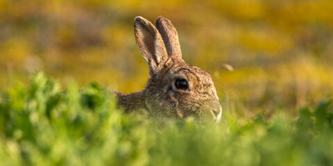 Lapin de garenne ou Lapin commun (Oryctolagus cuniculus)