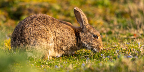 Lapin de garenne ou Lapin commun (Oryctolagus cuniculus)