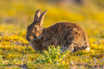 Lapin de garenne ou Lapin commun (Oryctolagus cuniculus)