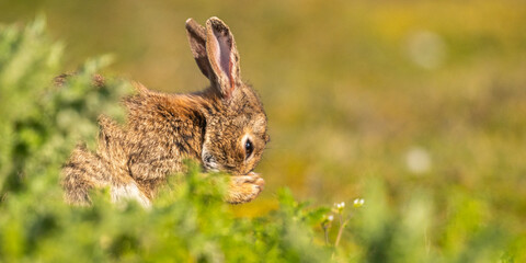 Lapin de garenne ou Lapin commun (Oryctolagus cuniculus)