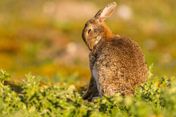 Lapin de garenne ou Lapin commun (Oryctolagus cuniculus)