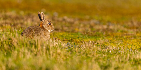 Lapin de garenne ou Lapin commun (Oryctolagus cuniculus)