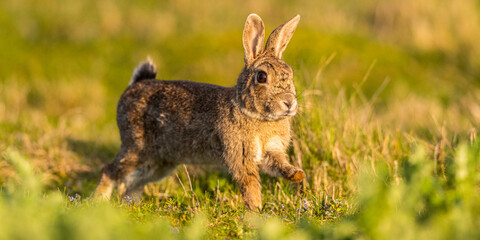 Lapin de garenne ou Lapin commun (Oryctolagus cuniculus)