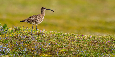 Courlis corlieu (Numenius phaeopus - Eurasian Whimbrel)