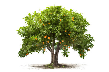 Fototapeta na wymiar orange tree white background,orange tree with fruits,orange tree isolated on white background