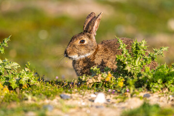 Lapin de garenne ou Lapin commun (Oryctolagus cuniculus)