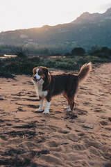 Portrait eines glücklichen Hundes in der Natur, Australian Shepherd am Strand