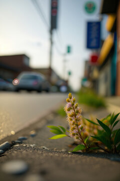 flowers in the street,Photo of  city on the sidewalk of city
