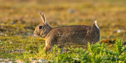 Lapin de garenne ou Lapin commun (Oryctolagus cuniculus)