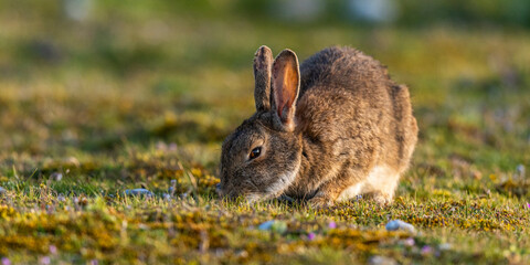 Lapin de garenne ou Lapin commun (Oryctolagus cuniculus)