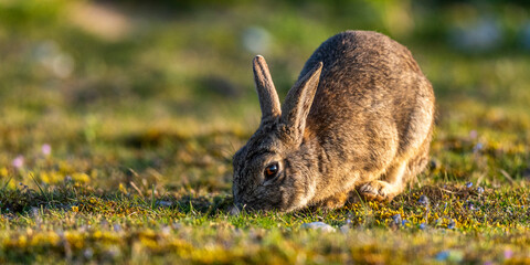 Lapin de garenne ou Lapin commun (Oryctolagus cuniculus)