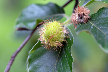 Close up image of European beech seed pod