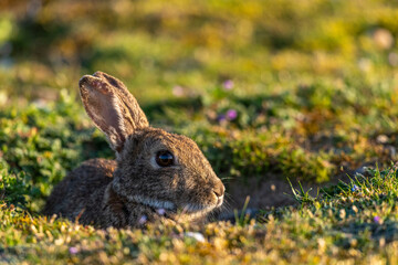 Lapin de garenne ou Lapin commun (Oryctolagus cuniculus)
