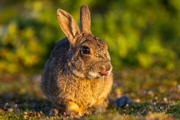 Lapin de garenne ou Lapin commun (Oryctolagus cuniculus)