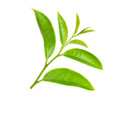 Green tea leaf isolated on transparent png