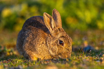 Lapin de garenne ou Lapin commun (Oryctolagus cuniculus)