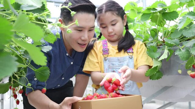 A father and daughter visit an organic strawberry garden on a closed farm. Have fun picking strawberries together.