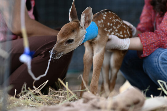A veterinarian is caring for a newborn baby deer in a coma.