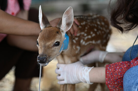 A veterinarian is caring for a newborn baby deer in a coma.
