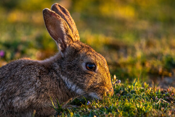 Lapin de garenne ou Lapin commun (Oryctolagus cuniculus)