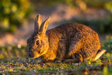 Lapin de garenne ou Lapin commun (Oryctolagus cuniculus)