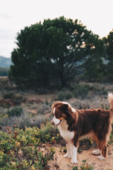 Neugieriger Hund, Australian Shepherd in der schönen Natur Sardiniens