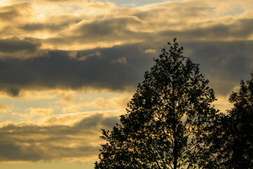 Drzewo na tle zachmurzonego nieba wieczorową porą, zachodzące słońce rozświetla niebo przebijając się przez chmury - obrazy, fototapety, plakaty