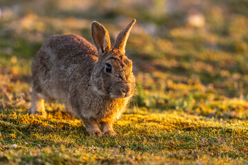 Lapin de garenne ou Lapin commun (Oryctolagus cuniculus)