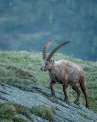 Steinbock in den Bergen