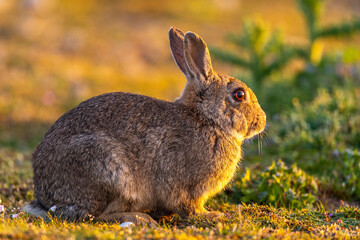 Lapin de garenne ou Lapin commun (Oryctolagus cuniculus)