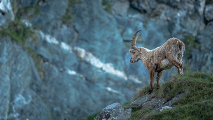 Steinbock in den Bergen