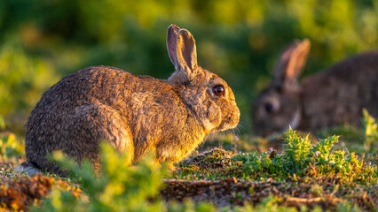 Lapin de garenne ou Lapin commun (Oryctolagus cuniculus)