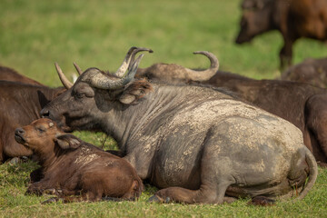 Obraz premium The African buffalo (Syncerus caffer), also known as the Kaffir buffalo, is a massive herbivore from the African savannahs.