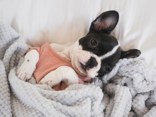 Cute puppy lying on the bed in the living room. Clear, sunny day. Close-up, indoors. Studio photo. Day light. Concept of care, education, obedience training and raising pets