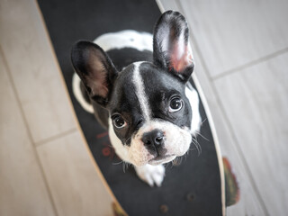 Cute puppy standing on a skateboard. Studio shot. White background, view from above. Close-up, indoor. Day light. Concept of care, education, obedience training and raising pets