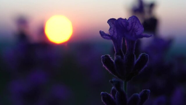 Blooming lavender in a field at sunset. Provence, France. Close up. Selective focus. Slow motion. Lavender flower spring background with beautiful purple colors and bokeh lights.