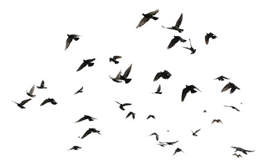 Silhouettes of pigeons in flight isolated on transparent background. (PNG File)