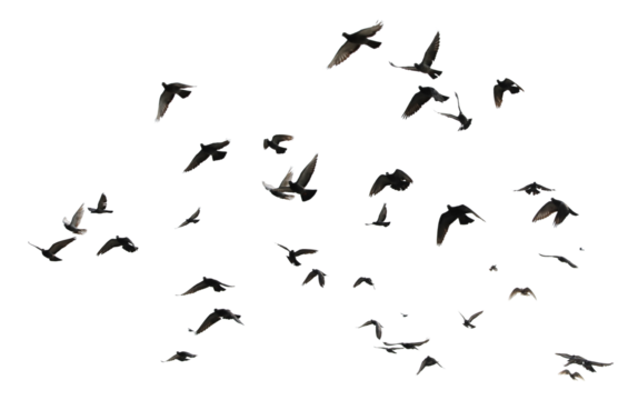 Silhouettes of pigeons in flight isolated on transparent background. (PNG File)