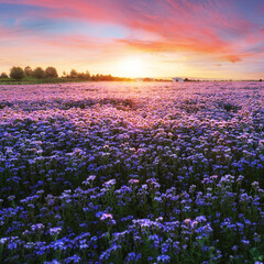 Beautiful panorama rural landscape with sunrise and blossoming meadow. purple flowers flowering on spring field, Phacelia