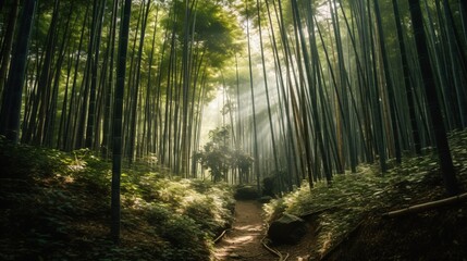 Fototapeta na wymiar A zen bamboo forest, the towering green stalks creating a calming canopy overhead, with sunlight filtering through . Generative AI