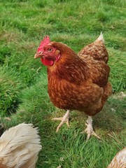 Poule