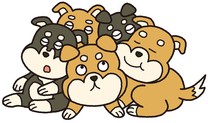 柴犬の子犬たち