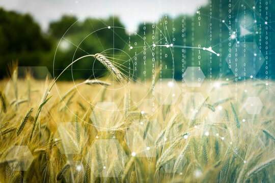 Agricultural technologies on the farm. Wheat field with holographic data and technology. Agricultural development, cultivation modernization concept. - Powered by Adobe