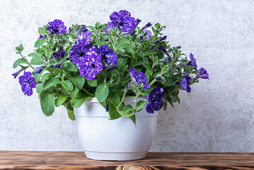 Petunia with purple variegated flowers in a pot on a wooden shelf.